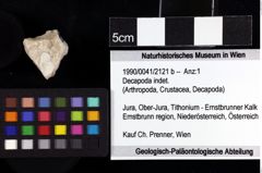 Foto (Objket + Etiketten) von Decapoda indet. 